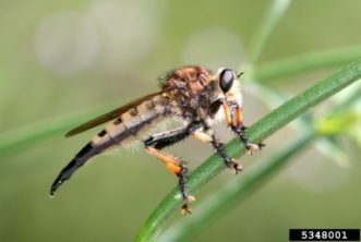 A robber fly on a blade of grass