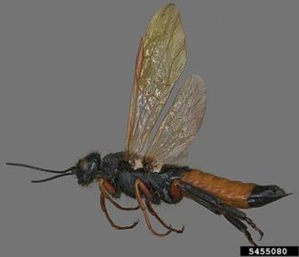 a wood wasp flying