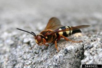 Cicada killer wasp on a rock.