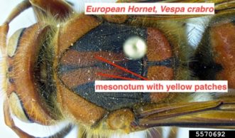 Dorsal view of a European hornet thorax 