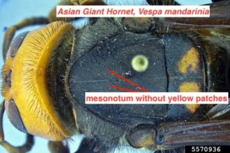 Dorsal view of an Asian giant hornet thorax 