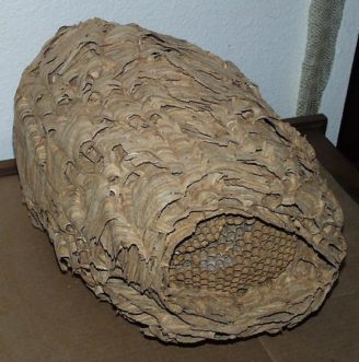 European hornet nest showing the surrounding envelope and the brood comb inside.
