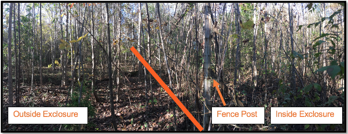 An area in a forest with an exclosure showing fewer vines and honeysuckle outside the exclosure compared to inside the exclosure.