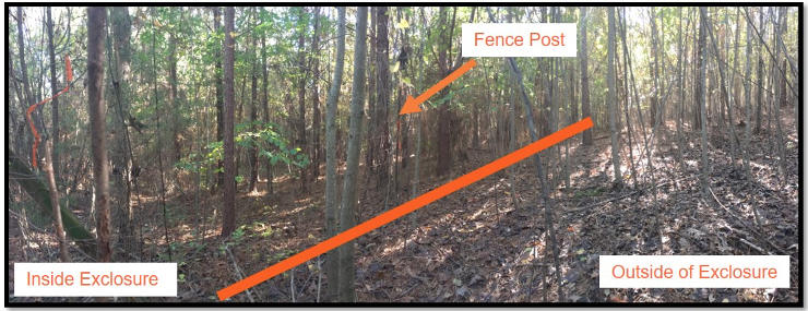 An area in a forest showing increased light penetration and fewer vines outside of the exclosure.