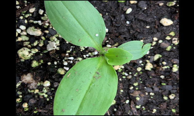 Herbicide Options for Benghal Dayflower Control in Field Crops