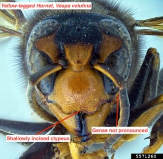 Frontal view of a yellow-legged hornet head 