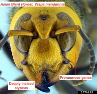 Frontal view of an Asian giant hornet head 