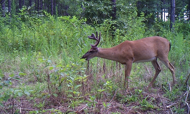 Effects of Deer Herbivory on Hardwood Forests in the Piedmont of South Carolina