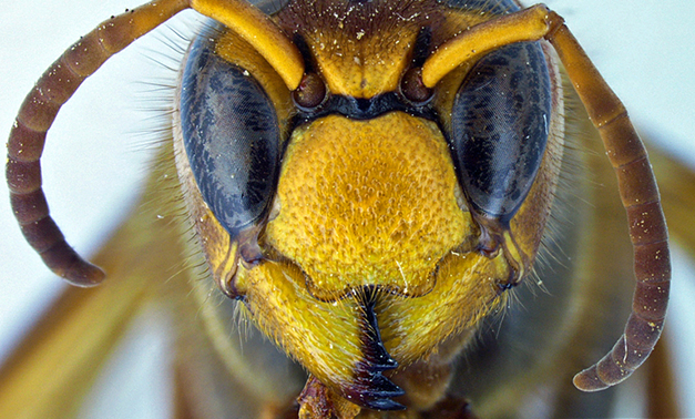 Northern Giant Hornet (Vespa mandarinia) and Yellow-Legged Hornet (Vespa  velutina), Potential Pests of Honey Bees