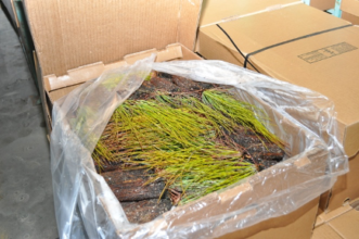 Pine seedlings in containers in a shipping box.