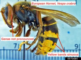 Lateral view of a European hornet body 