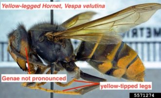 Lateral view of a yellow-legged hornet body 
