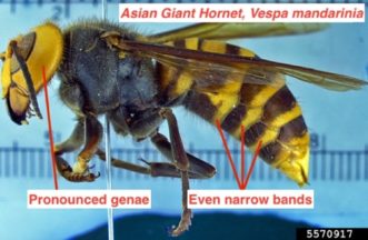 Lateral view of an Asian giant hornet body