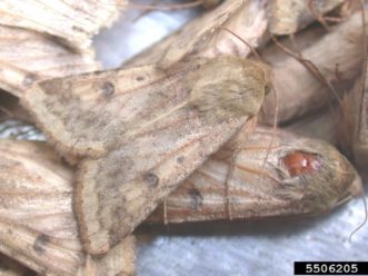 A corn earworm moth.