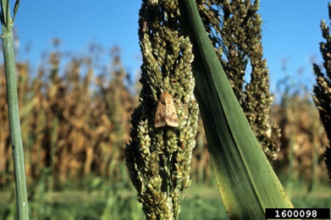 A corn earworm on a corn stalk.