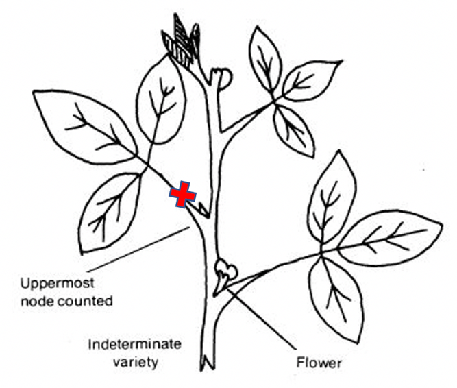 A drawing of soybean plant showing trifoliate leaves.