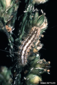 A sorghum webworm on a plant.