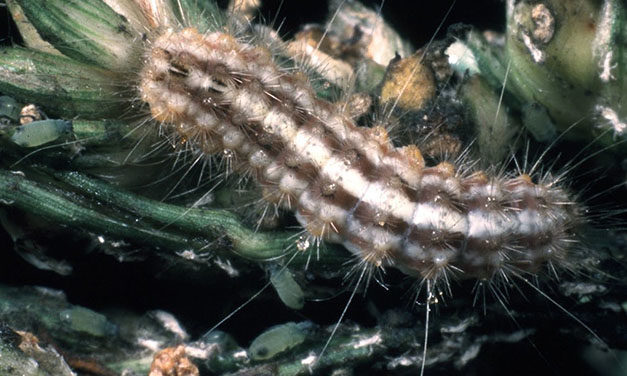 Headworms as Pests of Grain Sorghum