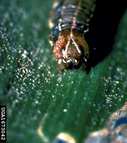 Fall armywork larvae on a leaf.