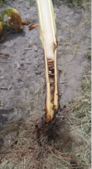 Discoloration of pith on stalk