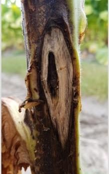Dark brown streaking and darkening between the outer cortex and epidermis of the plant stem on a tobacco plant