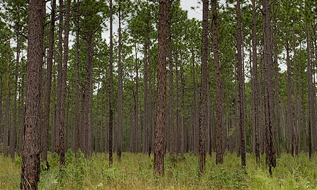 Protecting Working Forests with Conservation Easements