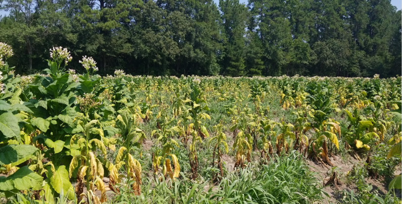 Field of diseased tobacco.