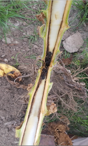 Hollow plant stem at base of tobacco plant.