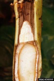 Pith of a tobacco plant.