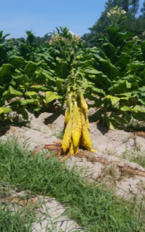 Tobacco plant with drooping leaves.