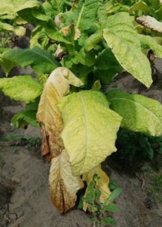 Tobacco plants that are wilting and yellowing.