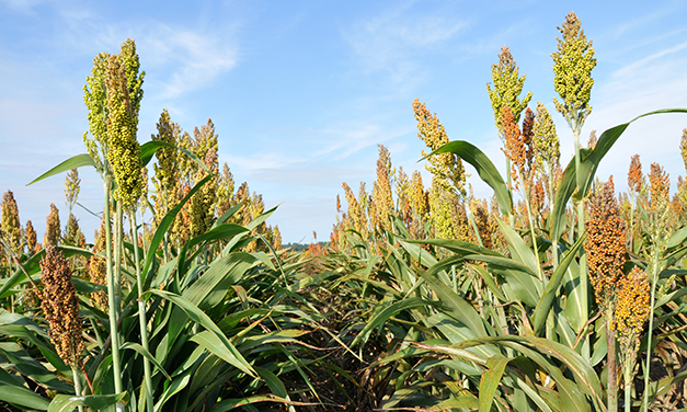 Nitrogen and Irrigation Management for Sorghum in South Carolina