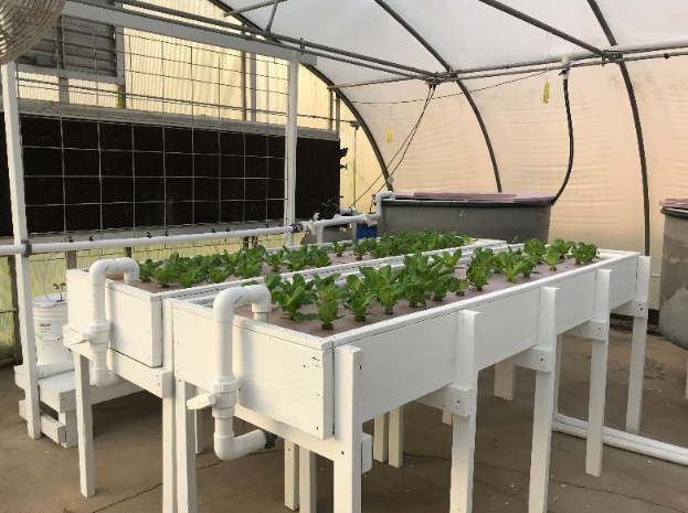 a typical aquaponics system with a fish tank, plant system and water filtration system