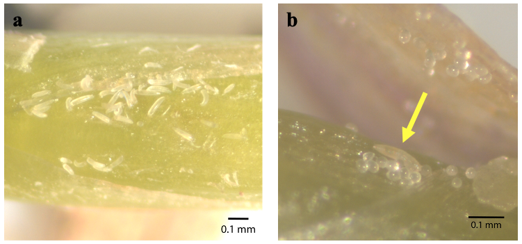 Mite colonies and eggs on stems and undersides of leaf.