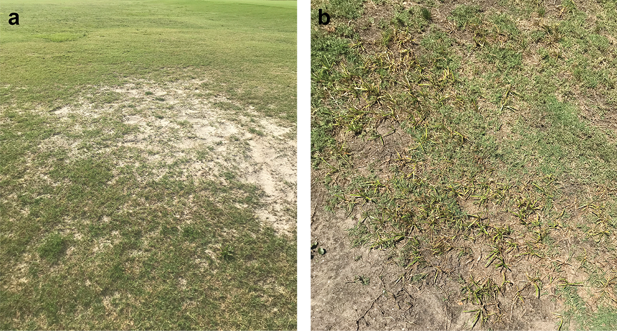 Two sets of turf with mite infestation and bare spots