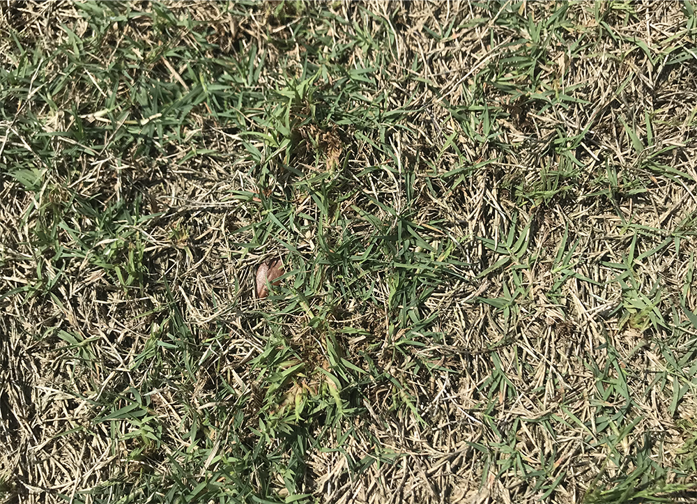Thinned out turf with mite infestation.