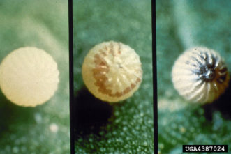 3 stages of corn earworm egg development