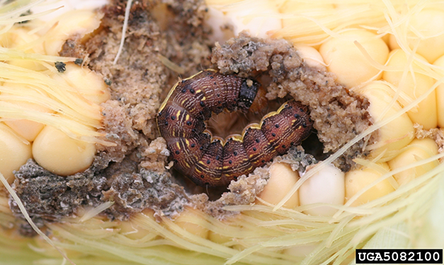Corn Earworm as a Pest of Field Corn