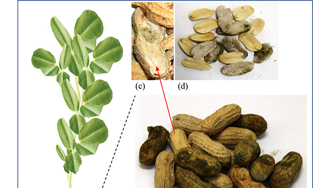 Reconditioning and Disposition of Aflatoxin-Contaminated Peanut: A Guide for US Peanut Producers