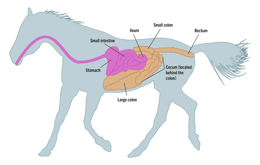 Horse digestive system