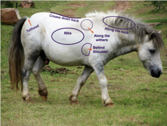 Overweight pony with problem areas including tailhead, back crease, and rib, withers, neck, and shoulder areas highlighted.