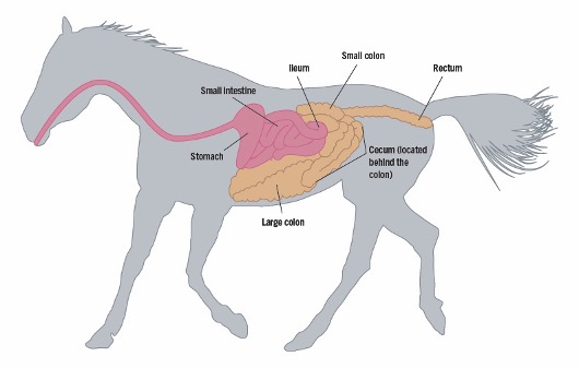 Horses Digestive System Diagram