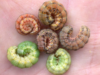 6 corn earworms curled in a hand. Colors range from light green to orange to brown. All have strips down their sides with black dots. 