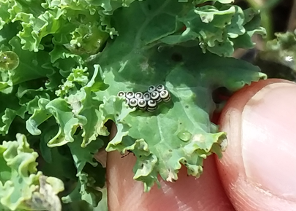Harlequin bug eggs on brassica leaf.