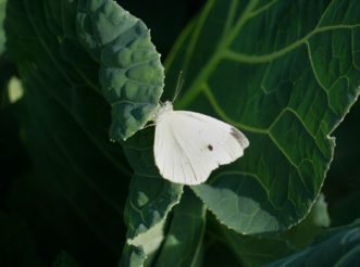 A white butterfly with a black dot resting on a brassica leaf. 