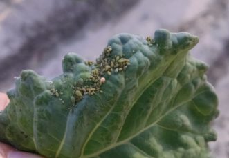 Aphids clustered together on a brassica leaf. 
