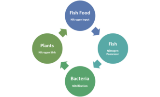 Aquaponics diagram of process of breakdown of fishfood fed to fish and excreted bacteria that feeds plant.