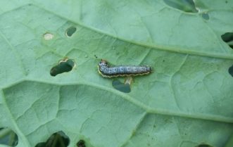 Cross-striped cabbageworms on underside of brassica leaf with small lesions present. 