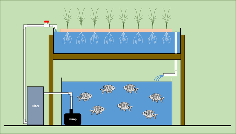 Feed and Grow Fish with 3 Simple Steps