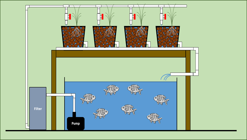 Diagram of a dutch bucket system with plants in buckets.